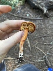 Rhodophana nitellina