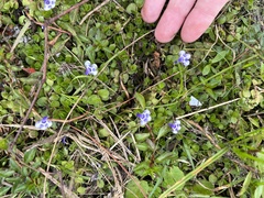 Lindernia grandiflora