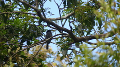 Pachyramphus polychopterus