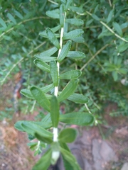 Ozothamnus cuneifolius
