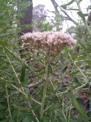 Ozothamnus cuneifolius