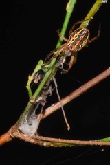 Alpaida versicolor