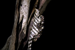 Ropalidia revolutionalis