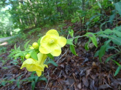 Aureolaria virginica