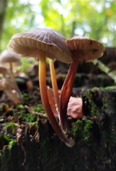 Mycena inclinata