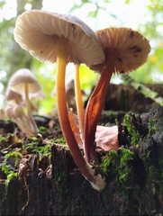 Mycena inclinata