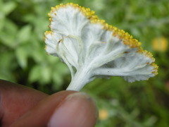 Helichrysum umbraculigerum
