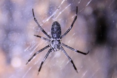 Argiope ocyaloides