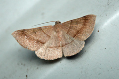 Encryphia frontisignata