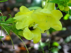 Aureolaria virginica