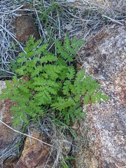 Eucrypta chrysanthemifolia
