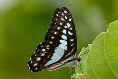 Graphium eurypylus