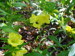 Aureolaria virginica