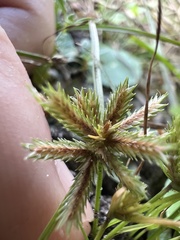 Cyperus pumilus