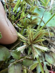 Cyperus pumilus
