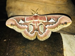 Rothschildia jacobaeae