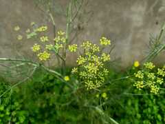 Anethum foeniculum image