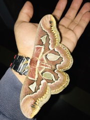 Rothschildia jacobaeae