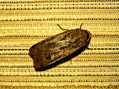 Agrotis infusa