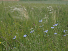 Linum hirsutum