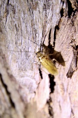 Pseudophyllodromiinae