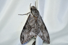 Psilogramma casuarinae