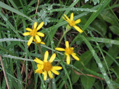 Senecio lugens