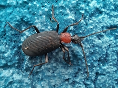 Galerita collaris