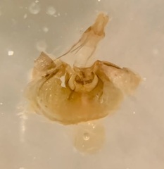 Aethes angustana