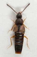 Oxypoda acuminata