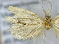Aethes angustana
