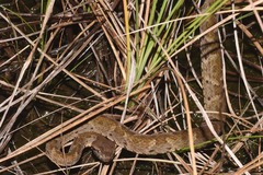 Bothrops atrox