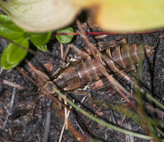 Podisma pedestris