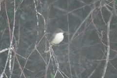 Tyrannus caudifasciatus caymanensis