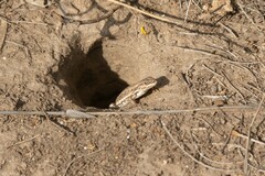 Liolaemus chacoensis