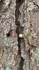 Cryptoporus volvatus