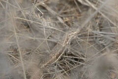 Liolaemus chacoensis