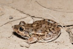 Leptodactylus bufonius