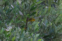 Setophaga petechia eoa