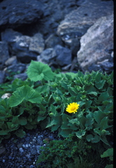 Doronicum