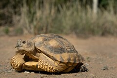 Chelonoidis chilensis