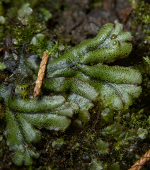 Marchantia polymorpha polymorpha