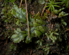 Marchantia polymorpha polymorpha