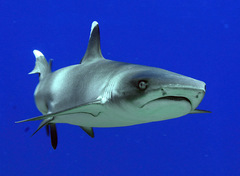 Whitetip Reef Shark photo 2