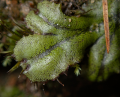 Marchantia polymorpha polymorpha
