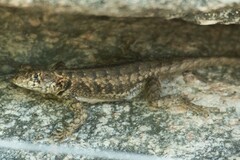 Tropidurus spinulosus