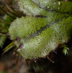 Marchantia polymorpha polymorpha