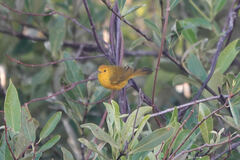 Setophaga petechia eoa