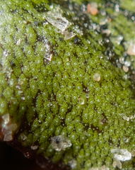 Marchantia polymorpha polymorpha