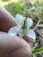 Viola vittata